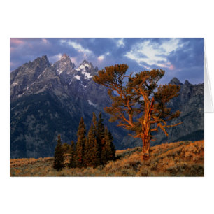 USA, Wyoming, Grand Teton NP. Een eenzame cedar