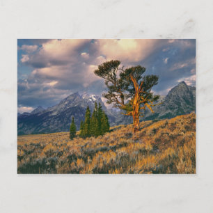 USA, Wyoming, Grand Teton NP. Zonneopgroeten a Briefkaart