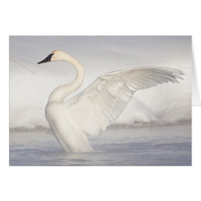 USA, Wyoming, Trumpeter Swan stretches wings (Voorkant Horizontaal)
