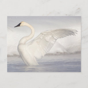 USA, Wyoming, Trumpeter Swan stretches wings Briefkaart
