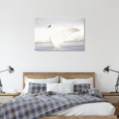USA, Wyoming, Trumpeter Swan stretches wings Canvas Afdruk (Insitu (Slaapkamer))