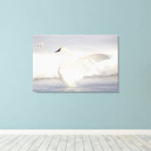 USA, Wyoming, Trumpeter Swan stretches wings Canvas Afdruk (Insitu (Houten vloer))