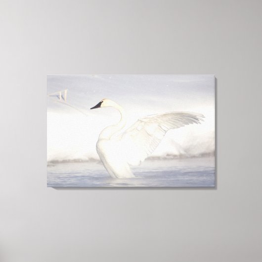 USA, Wyoming, Trumpeter Swan stretches wings Canvas Afdruk (Voorkant)