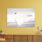 USA, Wyoming, Trumpeter Swan stretches wings Canvas Afdruk (Insitu (Woonkamer))
