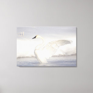 USA, Wyoming, Trumpeter Swan stretches wings Canvas Afdruk