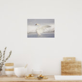 USA, Wyoming, Trumpeter Swan stretches wings Poster (Keuken)