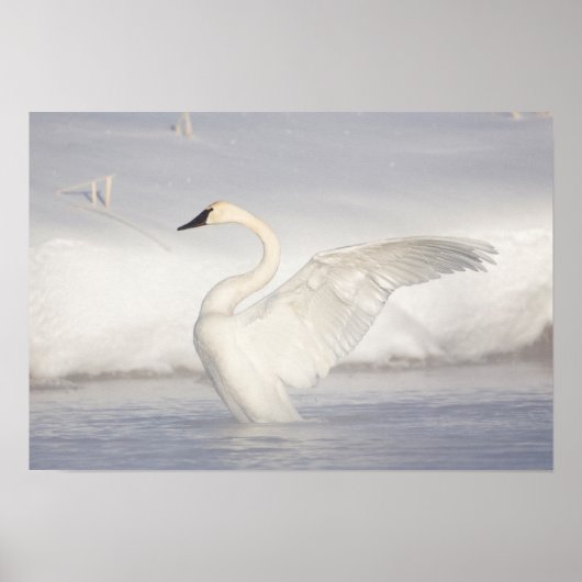 USA, Wyoming, Trumpeter Swan stretches wings Poster (Voorkant)