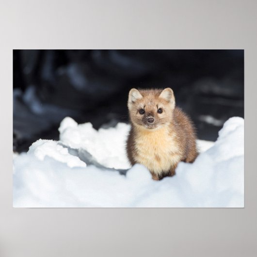 USA, Wyoming, Yellowstone National Park 2 Poster (Voorkant)