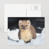 USA, Wyoming, Yellowstone National Park Briefkaart (Voorkant / Achterkant)