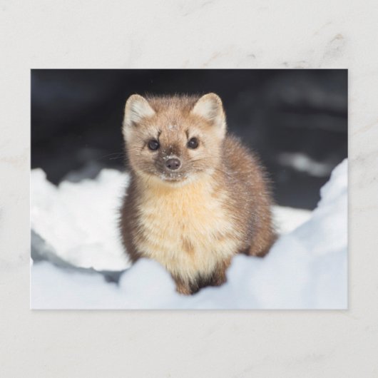 USA, Wyoming, Yellowstone National Park Briefkaart (Voorkant)