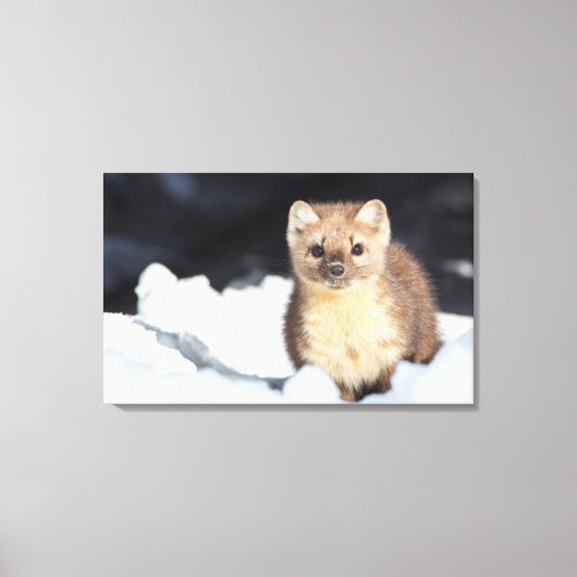 USA, Wyoming, Yellowstone National Park Canvas Afdruk (Voorkant)