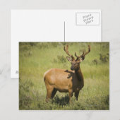 USA, Wyoming, Yellowstone National Park, Elk Briefkaart (Voorkant / Achterkant)
