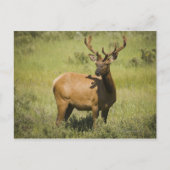 USA, Wyoming, Yellowstone National Park, Elk Briefkaart (Voorkant)