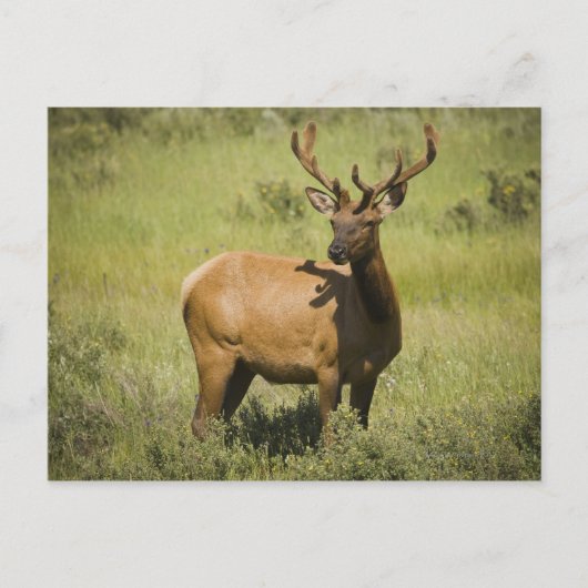 USA, Wyoming, Yellowstone National Park, Elk Briefkaart (Voorkant)