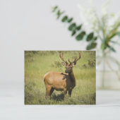 USA, Wyoming, Yellowstone National Park, Elk Briefkaart (Staand voorkant)