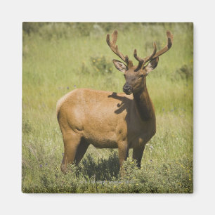 USA, Wyoming, Yellowstone National Park, Elk Magneet