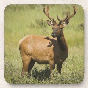 USA, Wyoming, Yellowstone National Park, Elk Onderzetter