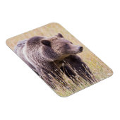 USA, Wyoming, Yellowstone National Park, Grizzly 3 Magneet (Rechterzijde)