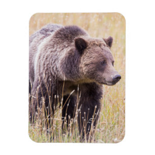 USA, Wyoming, Yellowstone National Park, Grizzly 3 Magneet