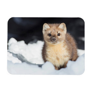 USA, Wyoming, Yellowstone National Park Magneet