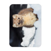 USA, Wyoming, Yellowstone National Park Magneet (Verticaal)