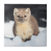 USA, Wyoming, Yellowstone National Park Tegeltje (Voorkant)