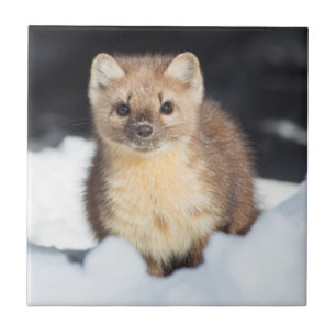 USA, Wyoming, Yellowstone National Park Tegeltje