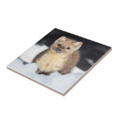 USA, Wyoming, Yellowstone National Park Tegeltje (Zijkant)