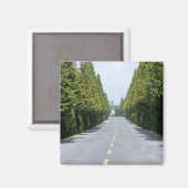 USA, Yellowstone National Park, Treelined road Magneet (Voorkant / Achterkant)