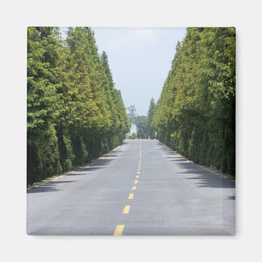 USA, Yellowstone National Park, Treelined road Magneet (Voorkant)