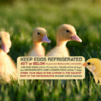 USDA Egg Carton Safety and Storage Regulations