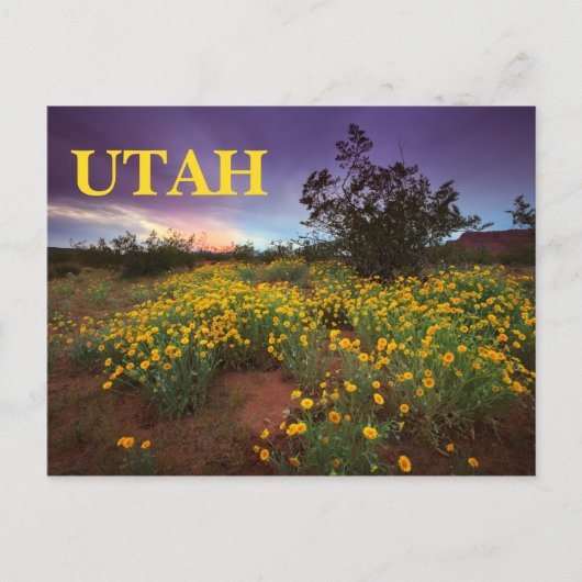 Utah Desert Wildbloemen Briefkaart (Voorkant)