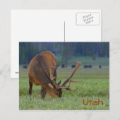 Utah-eland ansichtkaart briefkaart (Voorkant / Achterkant)