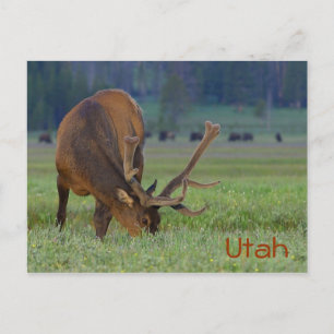 Utah-eland ansichtkaart briefkaart