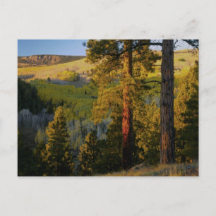 UTAH. Grove ponderosa-dennen & esp, herfst. Zonsop Briefkaart
