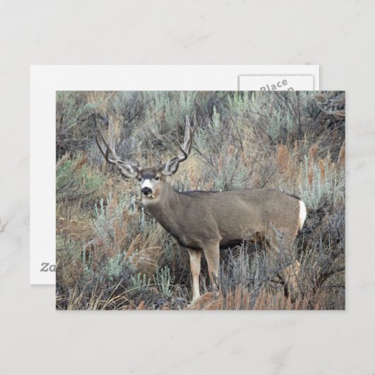 Utah muihert buck briefkaart (Voorkant / Achterkant)