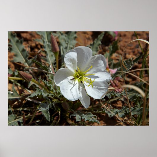 Utah, nationaal park Arches, avond Dwarf Poster (Voorkant)