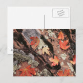 Utah, Nationaal Park Zion, Najaarspatronen Briefkaart (Voorkant / Achterkant)