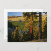 UTAH. Ponderosa pines & aspen, herfst. Sunrise Briefkaart (Voorkant / Achterkant)
