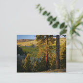 UTAH. Ponderosa pines & aspen, herfst. Sunrise Briefkaart (Staand voorkant)