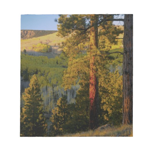 UTAH. Ponderosa pines & aspen, herfst. Sunrise Notitieblok (Voorkant)