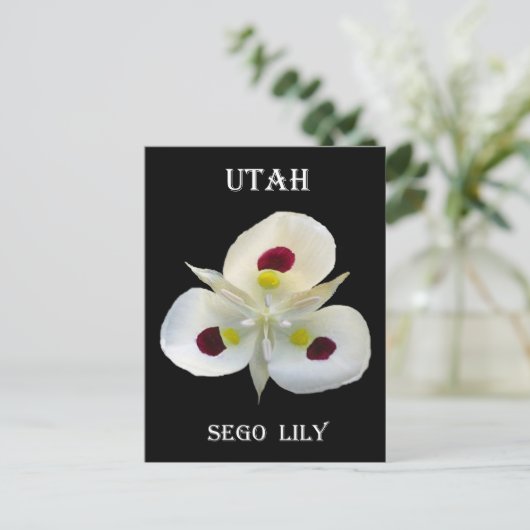 Utah Sego Lily Briefkaart (Staand voorkant)