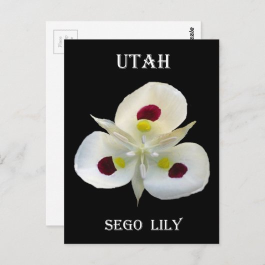 Utah Sego Lily Briefkaart (Voorkant / Achterkant)