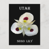 Utah Sego Lily Briefkaart (Voorkant)