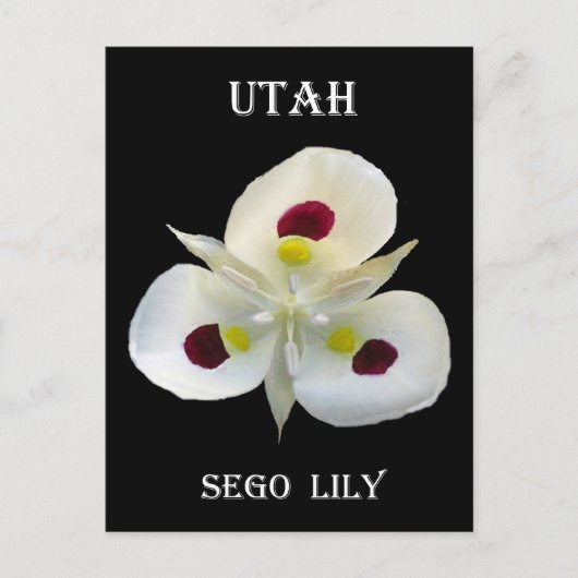 Utah Sego Lily Briefkaart (Voorkant)