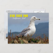 Utah State Bird - California Gull Briefkaart (Voorkant / Achterkant)
