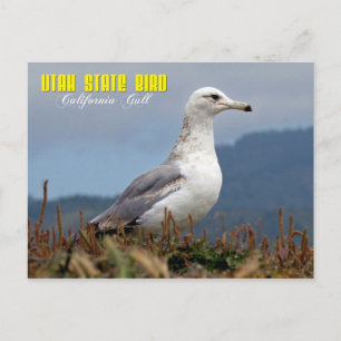 Utah State Bird - California Gull Briefkaart