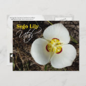 Utah State Flower: Sego Lily Briefkaart (Voorkant / Achterkant)
