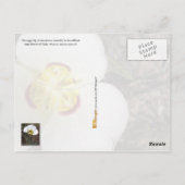 Utah State Flower: Sego Lily Briefkaart (Achterkant)