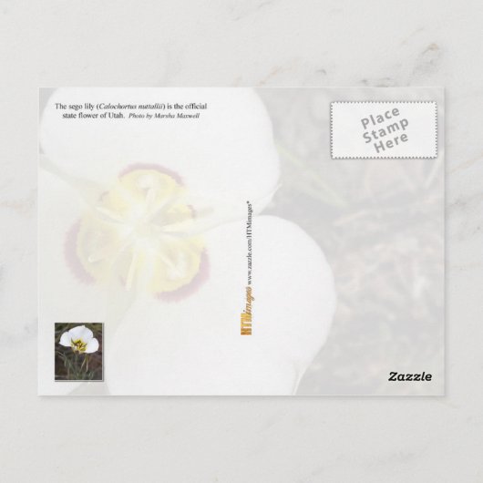 Utah State Flower: Sego Lily Briefkaart (Achterkant)